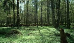 Chồng ngoại tình, vợ treo cổ tự tử trong rừng cây